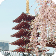 Temple with cherry blossoms